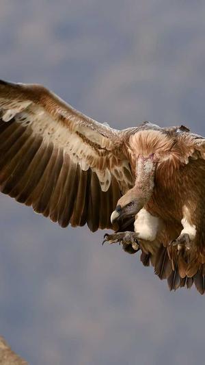 seo优化分析截图1