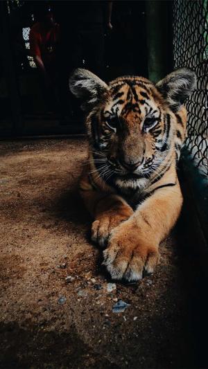 站长之家seo工具截图1