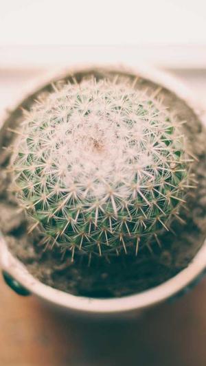 蜘蛛矿池app截图3