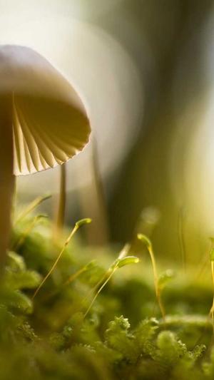 百度seo推送工具截图1