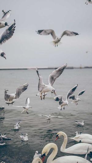 排名精灵seo截图1