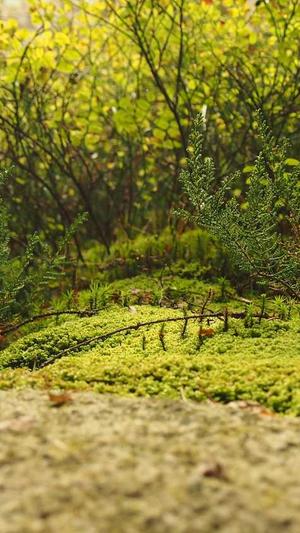 有实力的seo关键词优化截图1