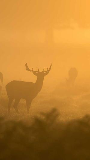 seo查询站长工具源码截图1